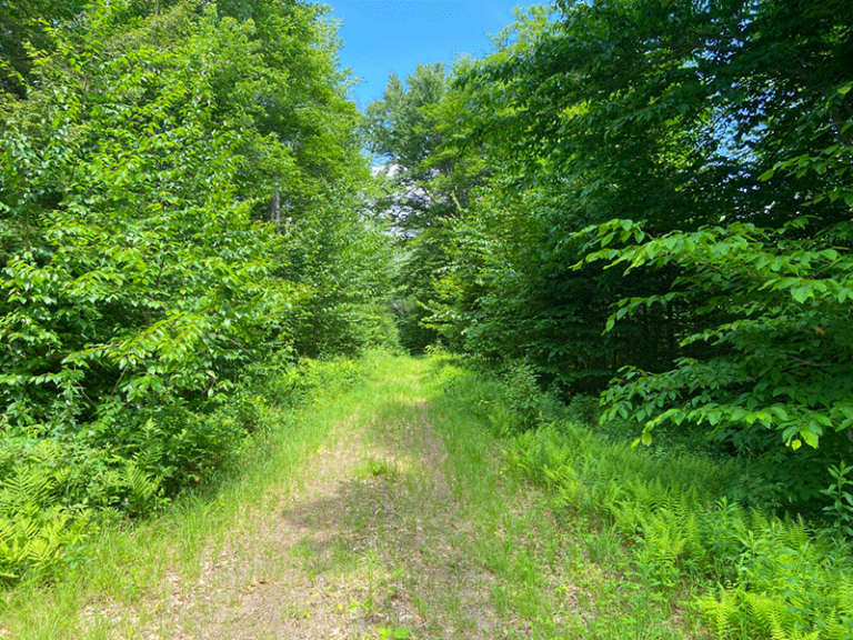 Hike Mud Pond Mountain in Cedarlands Protect the Adirondacks!