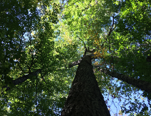 Forests and Carbon: Why we need to preserve New York’s intact forests and plant new forests