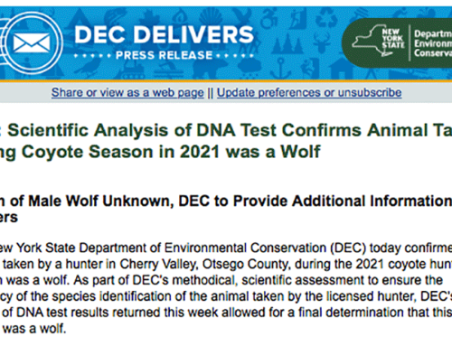 After independent DNA studies,  NYSDEC reverses course and says Cooperstown wolf was a wolf