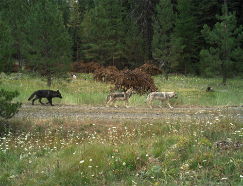 NYSDEC now admits that the Cooperstown Wolf was a wild wolf