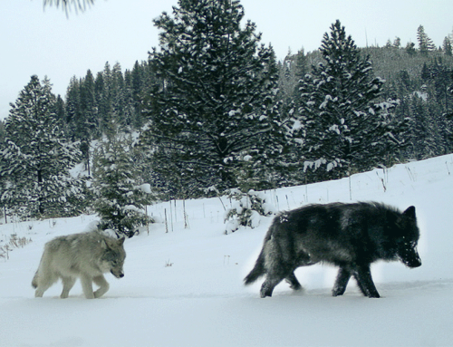 The Department of Environmental Conservation is failing to protect wolves in New York