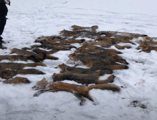 We need your help to get messages to Governor Kathy Hochul to sign the Anti-Wildlife Killing Contests bill into law