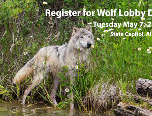 Register for Wolf Lobby Day on May 7th in Albany