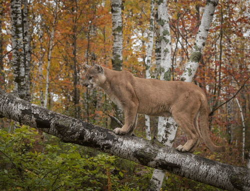 DEC excludes wolves, cougars and Canada lynx from State Wildlife Action Plan