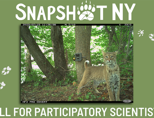 Volunteers needed to help with statewide wildlife study “SnapshotNY” that uses trail cameras